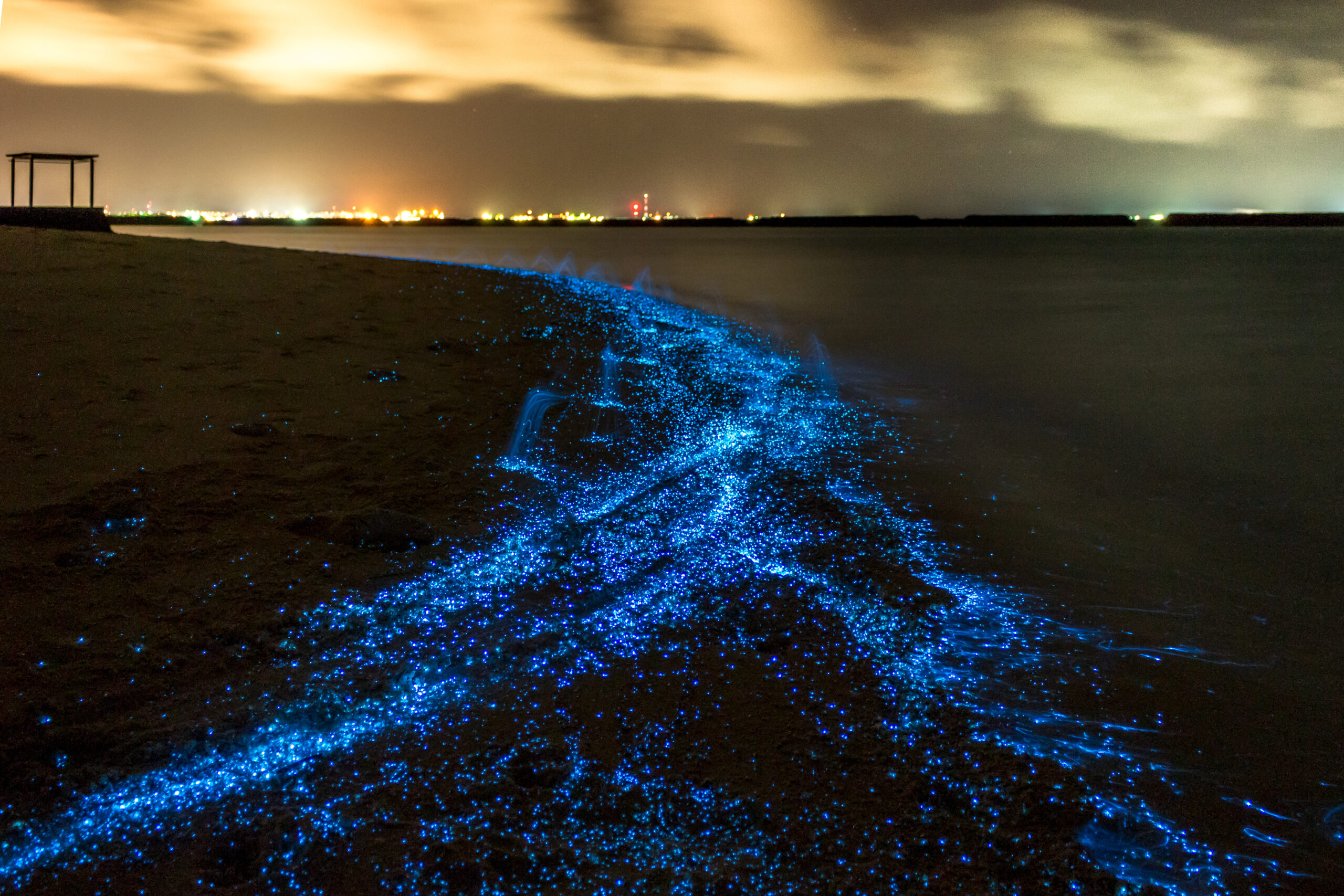 Bio luminescence. Night beach scene in Maldives. experience it with Halo Flights USA